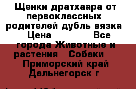 Щенки дратхаара от первоклассных  родителей(дубль вязка) › Цена ­ 22 000 - Все города Животные и растения » Собаки   . Приморский край,Дальнегорск г.